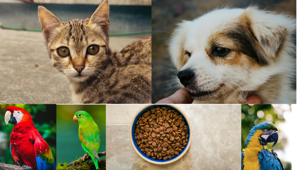 Pet Care